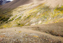 The endangered species hiding in plain sight