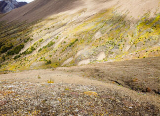 The endangered species hiding in plain sight