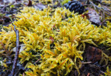 Trying To Determine Forest Health? Look To The Lichens