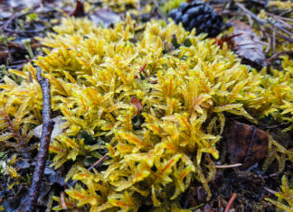 Trying To Determine Forest Health? Look To The Lichens