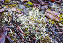 The secret life of plants: Ten new species found this year