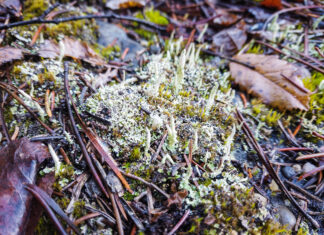 The secret life of plants: Ten new species found this year