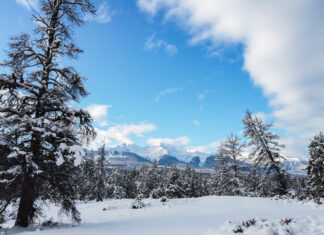 BioDiv Canada: News, reports and studies regarding biodiversity in Canada