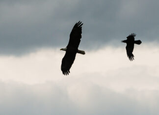 Bull**** jobs and the yoke of managerial feudalism