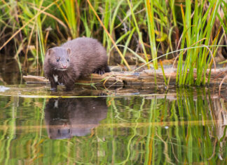 It’s time for a more realistic approach to conservation