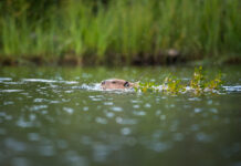 Habitat Restoration Isn’t Just for Professionals