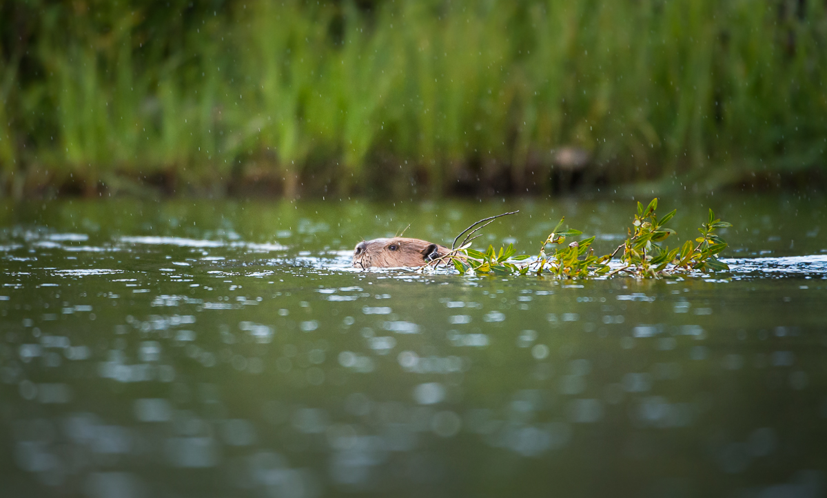 Lesson Media: Visual Storytelling – Chapter Three (5) - Nature Labs