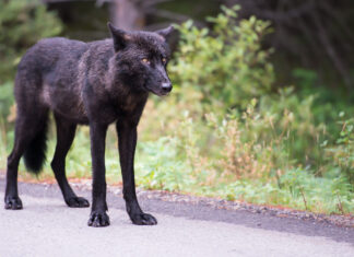 Two Banff National Park wolf packs likely decimated by trappers