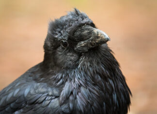 How Diverse Personalities Help Animals Survive