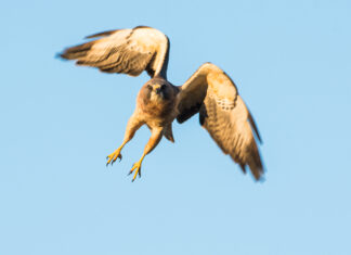 15 Confusing Plant and Animal Misnomers