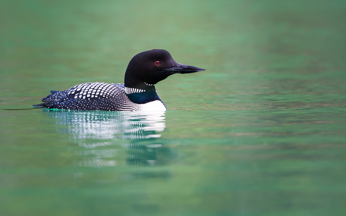 Loon(ie) story - Nature Labs