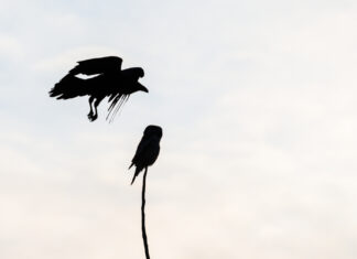 Some birds may use ‘mental time travel,’ study finds