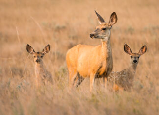 When Conservationists Kill Lots (and Lots) of Animals