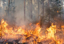 The True Value of Ecosystem Services