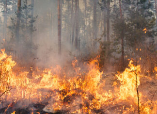 In Hostile Times, Civil Servants Deserve Sympathy, Not Bashing