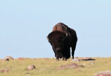 Storytelling empowers indigenous people to conserve their environments