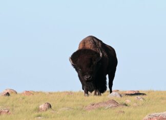 Storytelling empowers indigenous people to conserve their environments