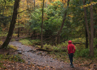 Urban Forests: The value of trees in the city of Toronto