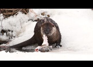 Federal, provincial, and territorial government agency for biodiversity