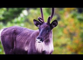 Canada’s species-at-risk policy, listed species, reports and education tools