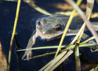 Canadian Environment Week – Day 5