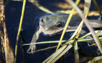 Canadian Environment Week – Day 5