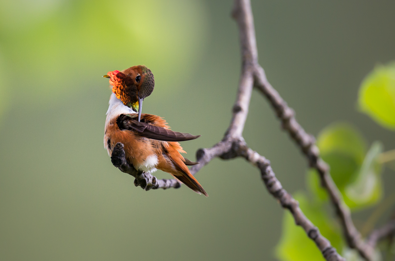 Think Birds Birds - Nature Labs