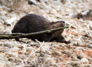 Rethinking the Beaver: Why beavers and humans have to learn to get along