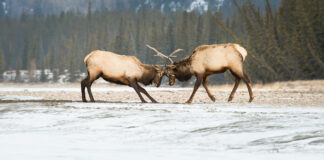 The Art of Disagreeing