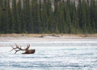 Americans’ love of hiking has driven elk to the brink, scientists say