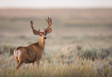 Human-induced evolution caused by unnatural selection through harvest of wild animals