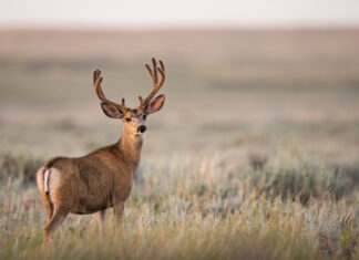 Human-induced evolution caused by unnatural selection through harvest of wild animals