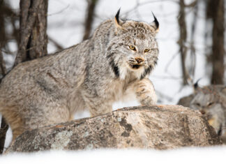 Pondering Your Potential Passions