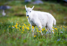Goats were used to restore the wetlands in Mississauga🐐