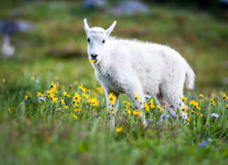 Goats were used to restore the wetlands in Mississauga🐐