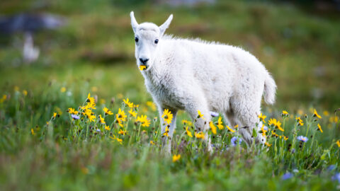 Goats were used to restore the wetlands in Mississauga🐐