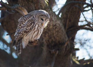 Killing owls to save owls: the US wildlife plan that sparked an ‘ethical dilemma’