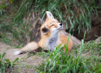 Listening to and Learning from Traditional Knowledge