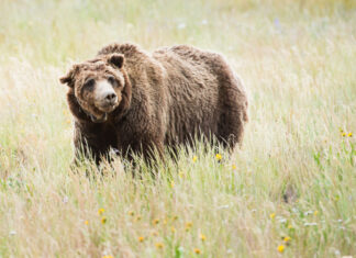 Context Matters: Considerations for large-scale conservation