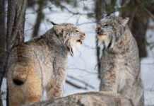 Is it news or views?