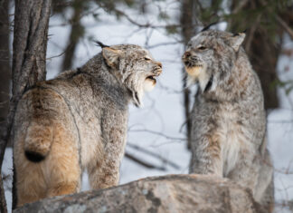 Is it news or views?