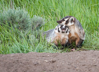 The Science Behind “I’m Sorry”: Why to Say It, and How