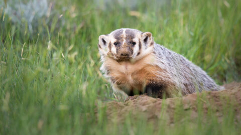 badger-prairies-1