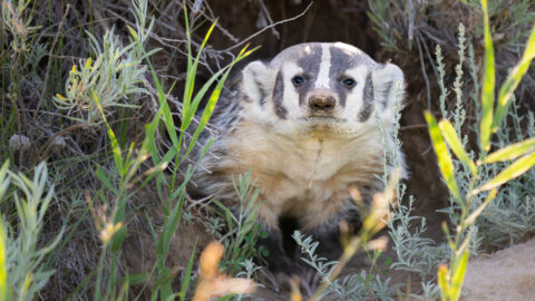 badger-prairies-4