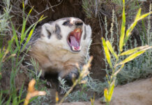 Why communication is essential for great leaders