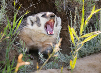 Why communication is essential for great leaders