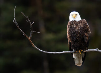 Evidence that laws actually work to save (some) endangered species