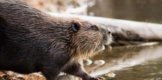 Lack of ambition in Canada creating ‘600-pound beaver in the room’: Shopify president