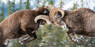 How to Deal with Conflict