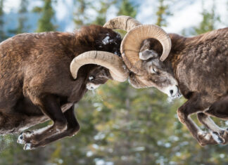 How to Deal with Conflict